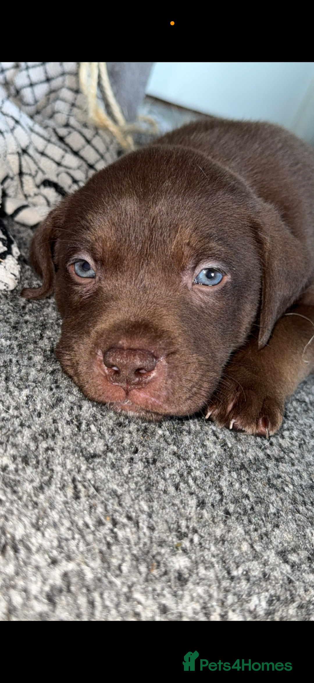 Mixed Breed dogs for sale: Labrador cross  - Image 12