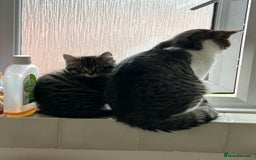 Maine Coon cats for sale: Fluffy female white black tabby male - Image 3