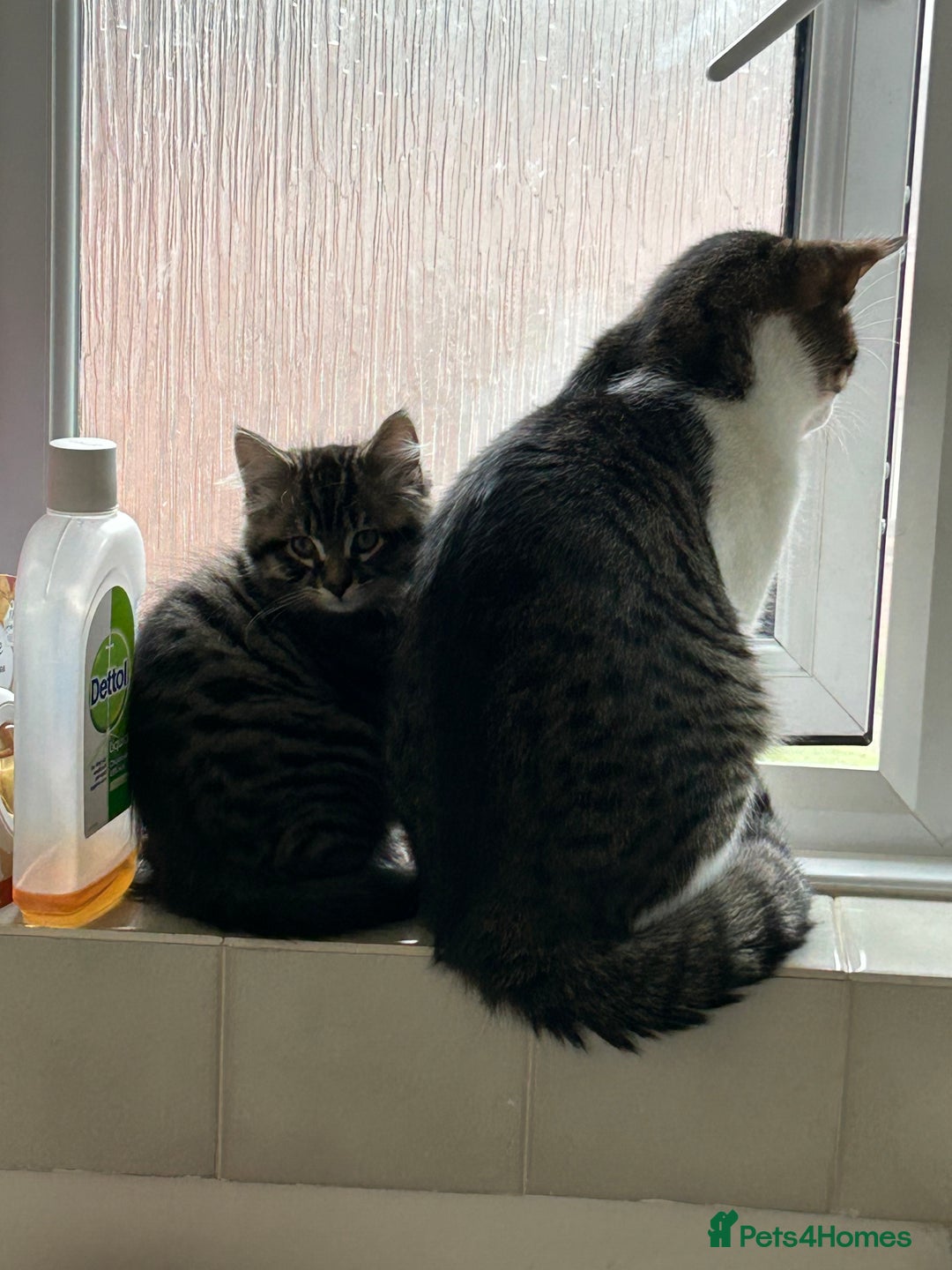 Maine Coon cats for sale: Fluffy female white black tabby male - Image 3