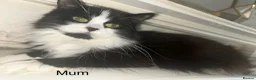 Persian cats for sale: 2 BOYS LEFT  - Advert 23