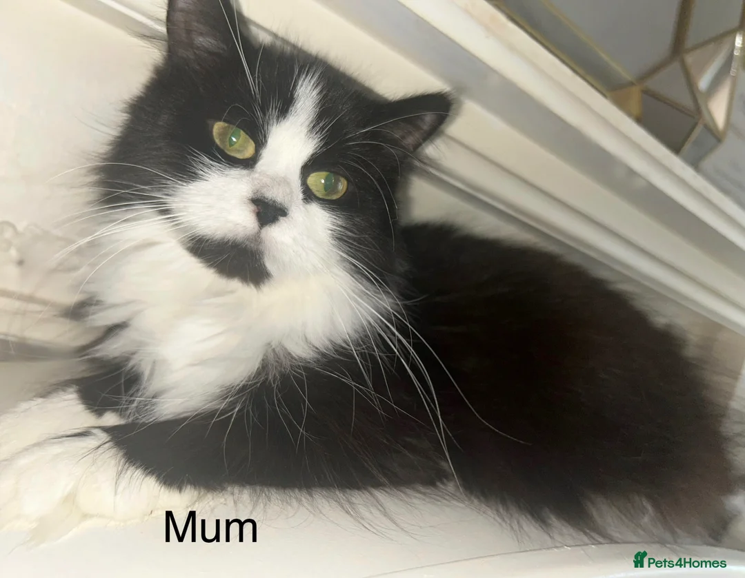 Persian cats for sale: 2 BOYS LEFT  - Advert 23