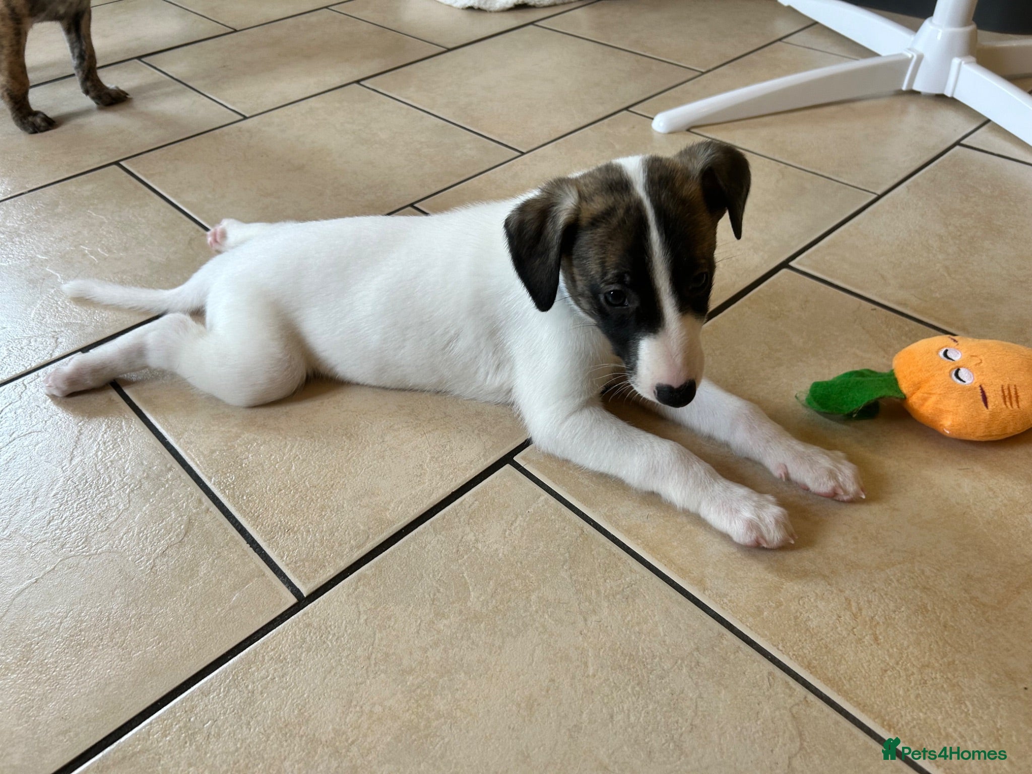 Whippet dogs Amazing pedigree whippet puppies  - Advert 1