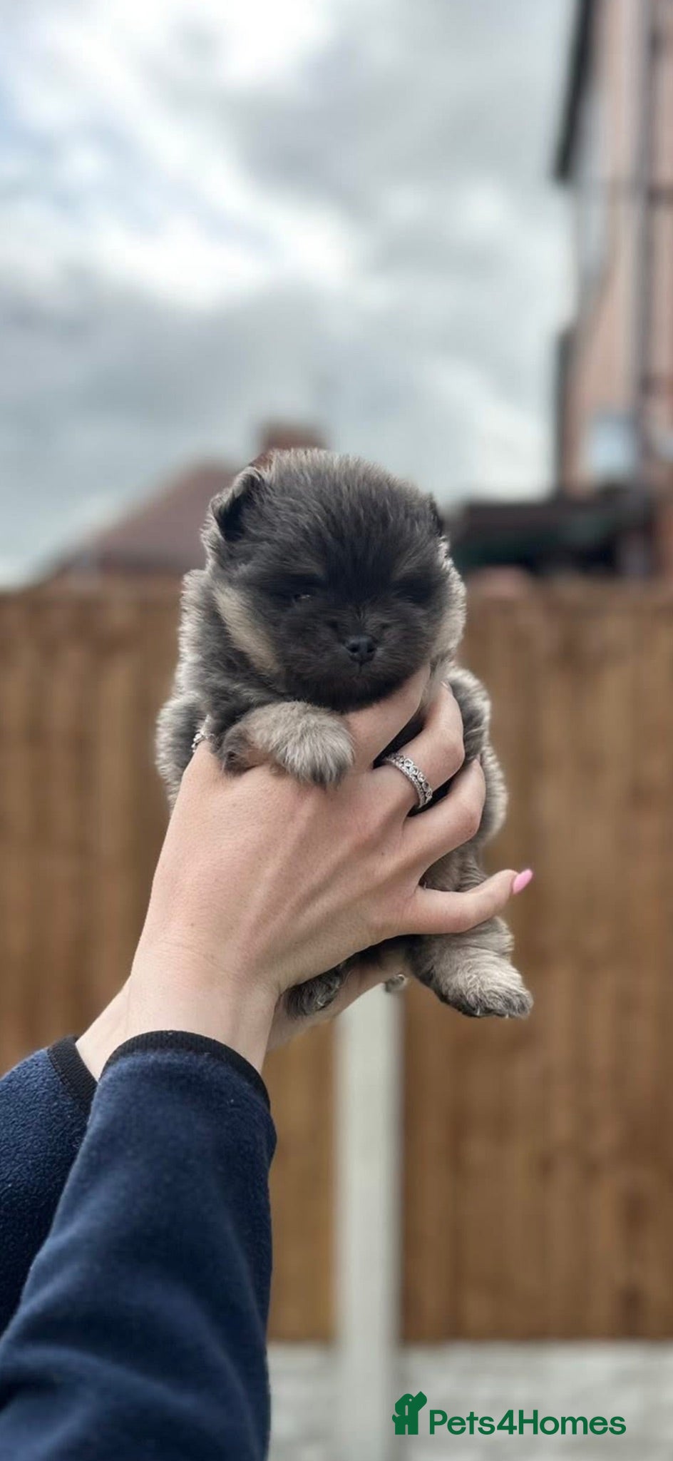 Pomeranian dogs Pomeranian pup (male💙)  - Advert 6