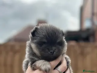 Pomeranian dogs Pomeranian pup (male💙) - Advert 6