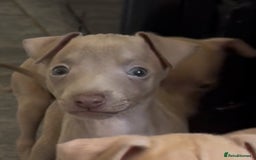Italian Greyhound dogs for sale: KC registered Italian Greyhounds  - Image 3