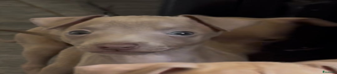 Italian Greyhound Puppy 7