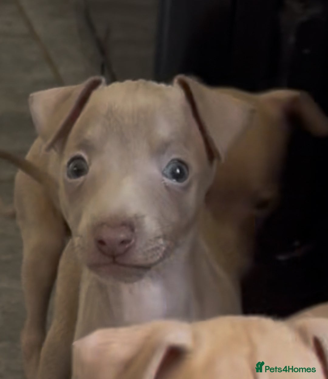 Italian Greyhound dogs for sale: KC registered Italian Greyhounds  - Image 3