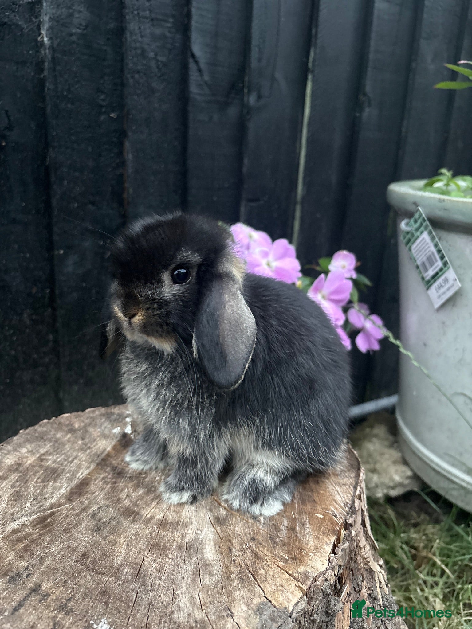 Mini Lop rabbits Mini lop babies true to type  - Advert 16