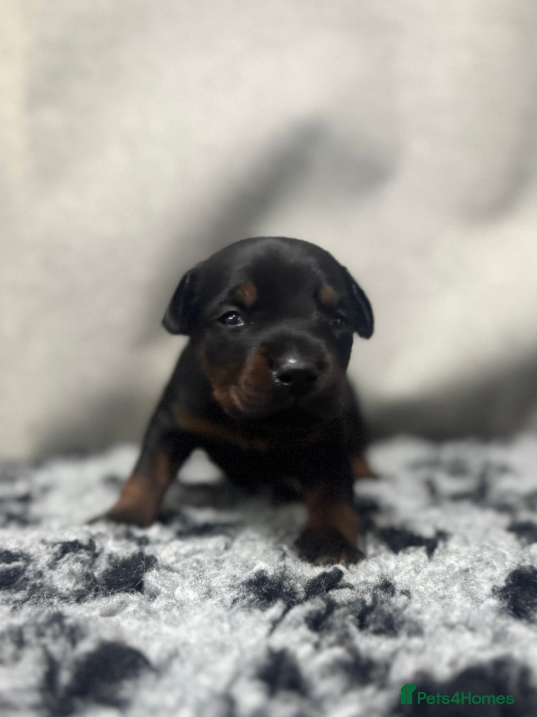 Dobermann dogs for sale: Top quality doberman  - Advert 3