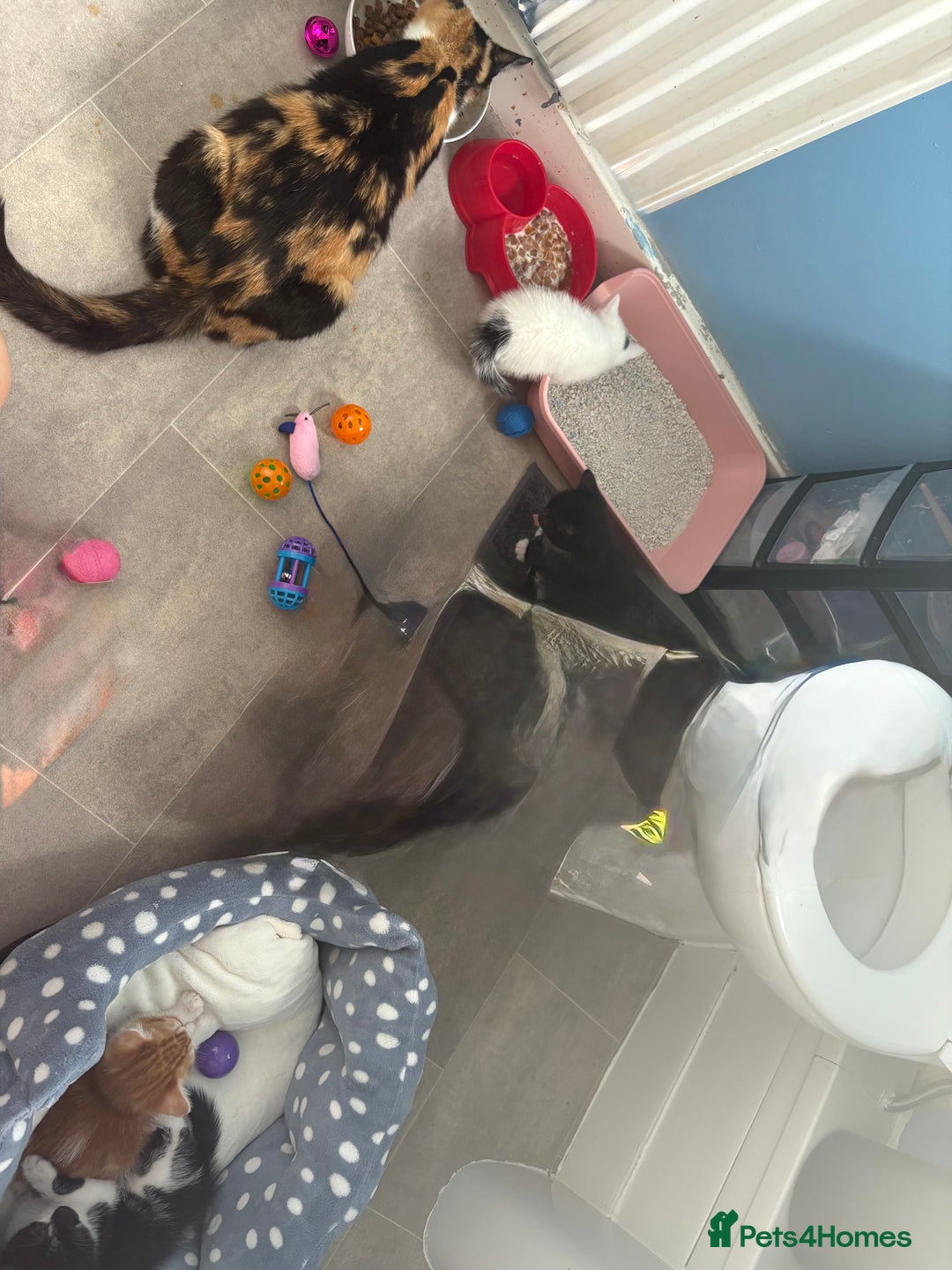 Mixed Breed cats for sale: 4 beautiful boy kittens  - Image 12