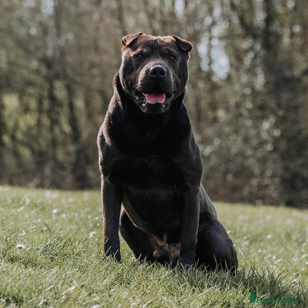 Shar Pei dogs for stud: Shar pei x Staffordshire bull terrier for stud in Runcorn - Advert 6