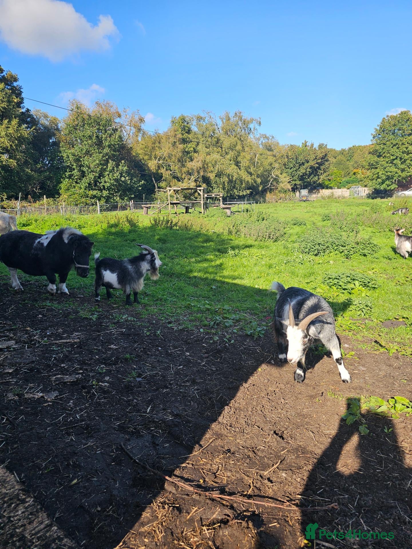 Goats livestock Intact billy small very friendly  - Advert 1