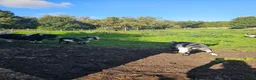 Goats livestock for sale: Intact billy small very friendly  - Advert 1