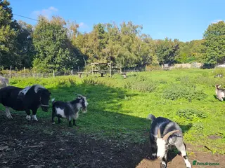 Goats livestock Intact billy small very friendly - Advert 1