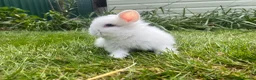 Lionhead rabbits for sale: Beautiful mini double maned lionheads  - Advert 7