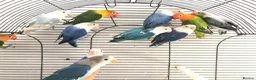Lovebirds birds for sale: Beautiful young lovebirds for sale. - Advert 5