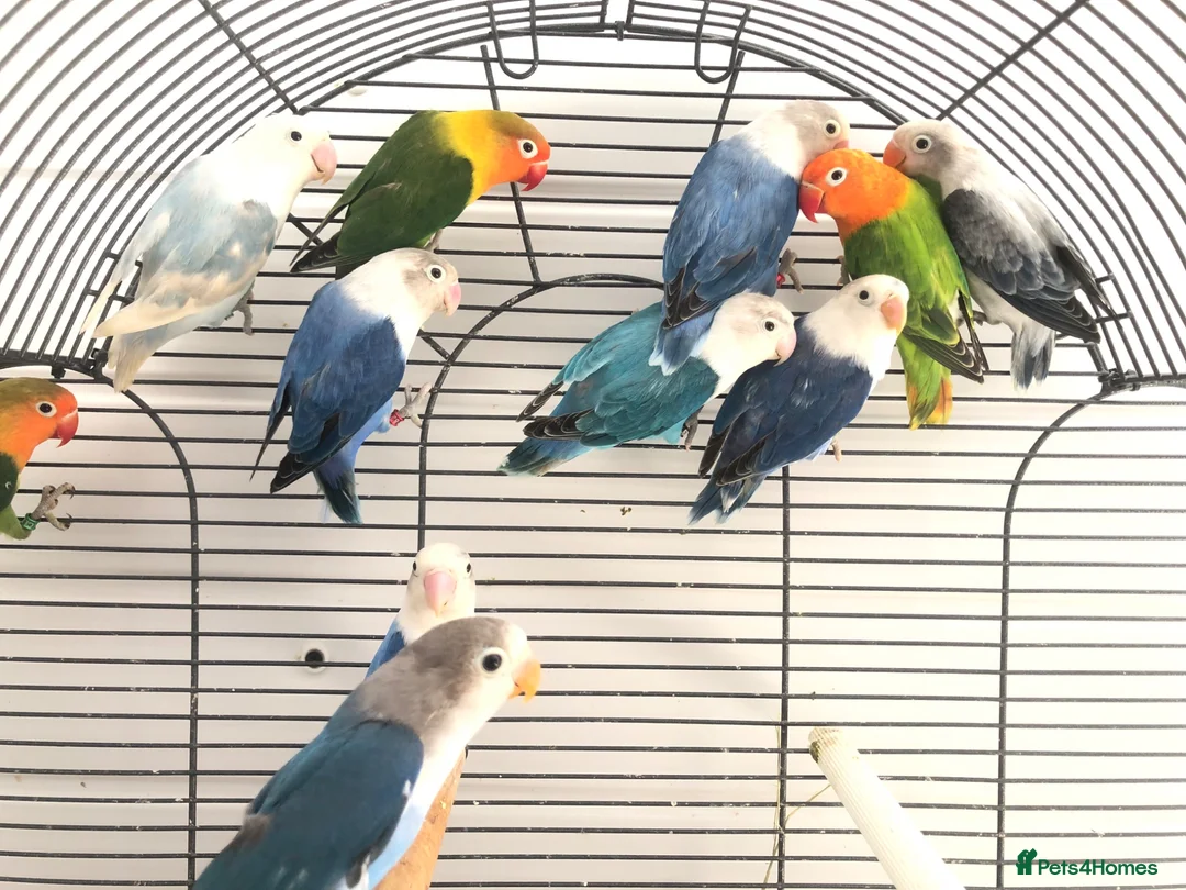 Lovebirds birds for sale: Beautiful young lovebirds for sale. - Advert 5