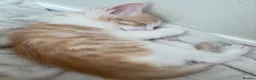 Ragdoll cats for sale: Adorable Ragdoll Cross Kittens - Advert 18