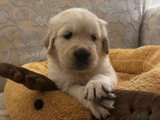 Golden Retriever dogs Beautiful KC Registered Golden Retriever Puppies - Advert 11