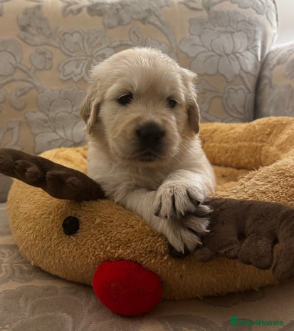 Golden Retriever dogs Beautiful KC Registered Golden Retriever Puppies - Advert 3