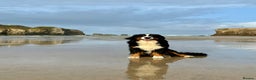 Bernese Mountain Dog dogs for stud: Stunning proven stud dog  - Advert 6
