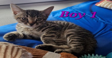 Mixed Breed cats - Advert 9