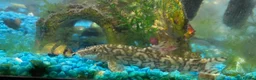 Loaches fish for sale: A collection of fish - Advert 5