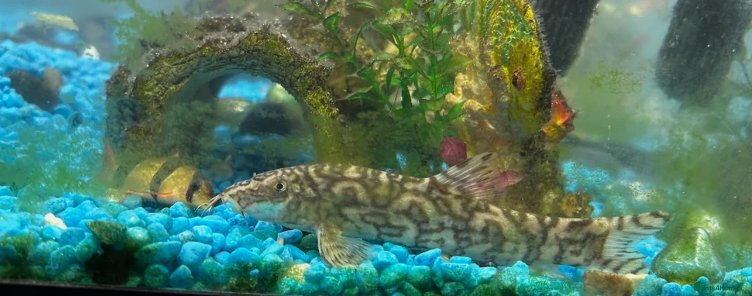 Loaches fish for sale: A collection of fish - Advert 5