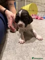 English Springer Spaniel 8