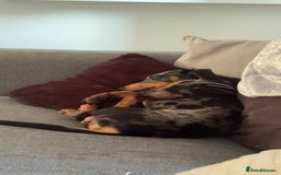 Miniature Dachshund dogs for sale: Miniature daschund - Image 3