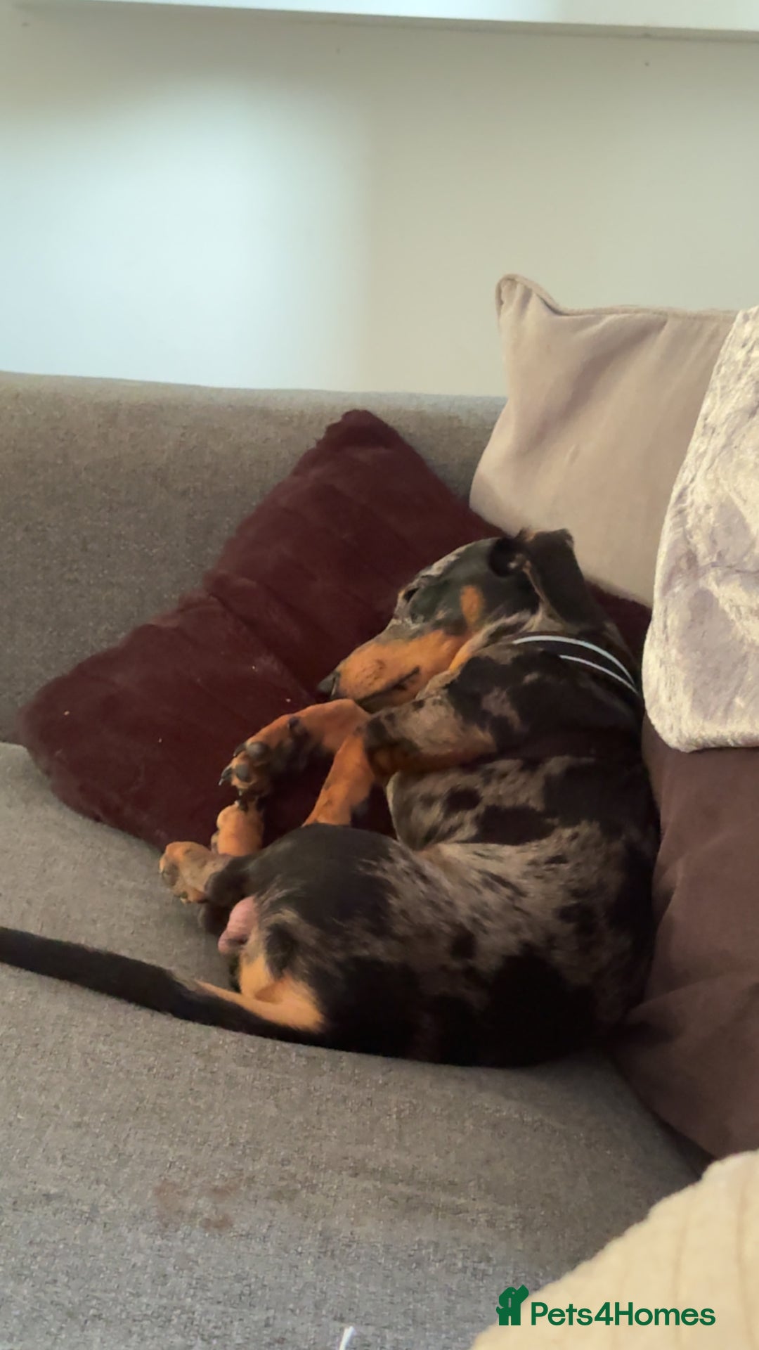 Miniature Dachshund dogs for sale: Miniature daschund - Image 3