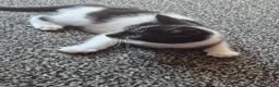 Domestic Shorthair cats for sale: Kittens  - Advert 4