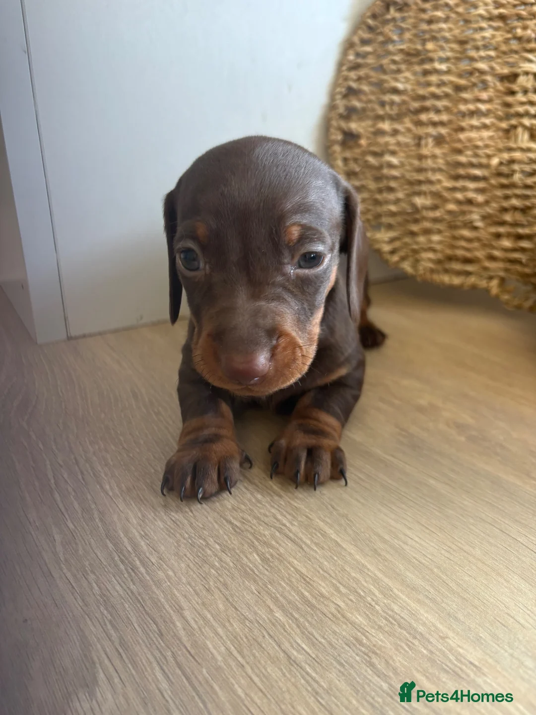 Miniature Dachshund dogs for sale: Miniature dachshund  - Advert 19