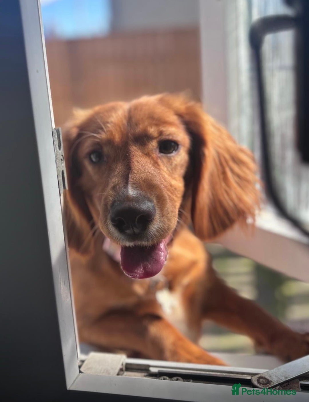 Cocker Spaniel dogs for sale: Cocker Spaniel Girl ‘Ruby’  - Advert 1