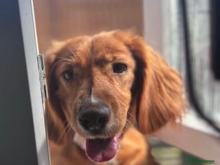 Cocker Spaniel dogs Cocker Spaniel Girl ‘Ruby’ - Advert 1