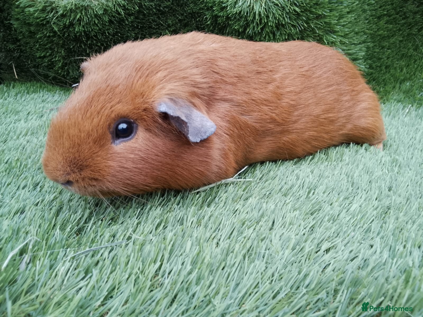 Guinea Pig rodents Male guinea pigs  - Advert 15