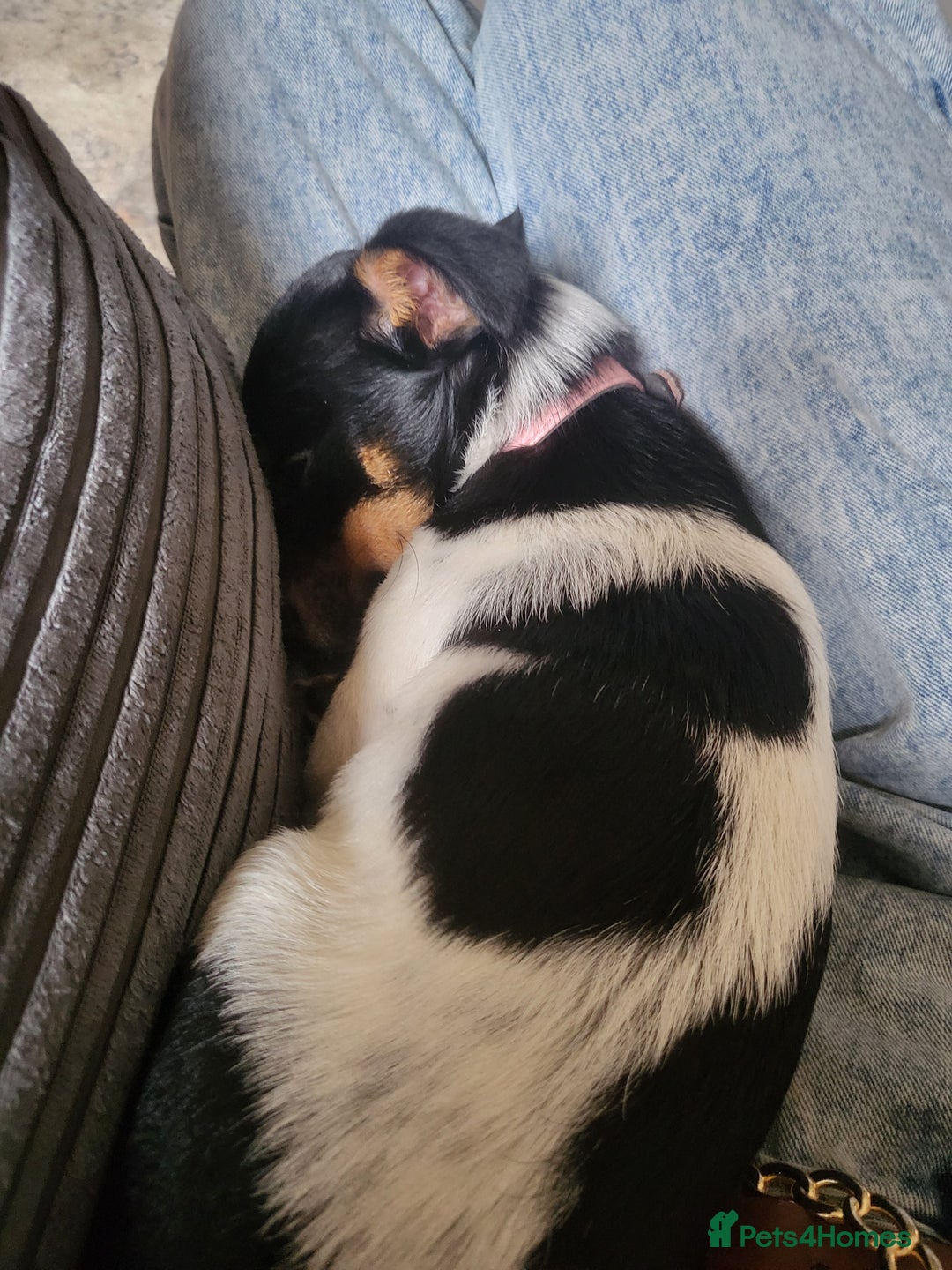 Mixed Breed dogs for sale: Female jack russell  - Advert 4