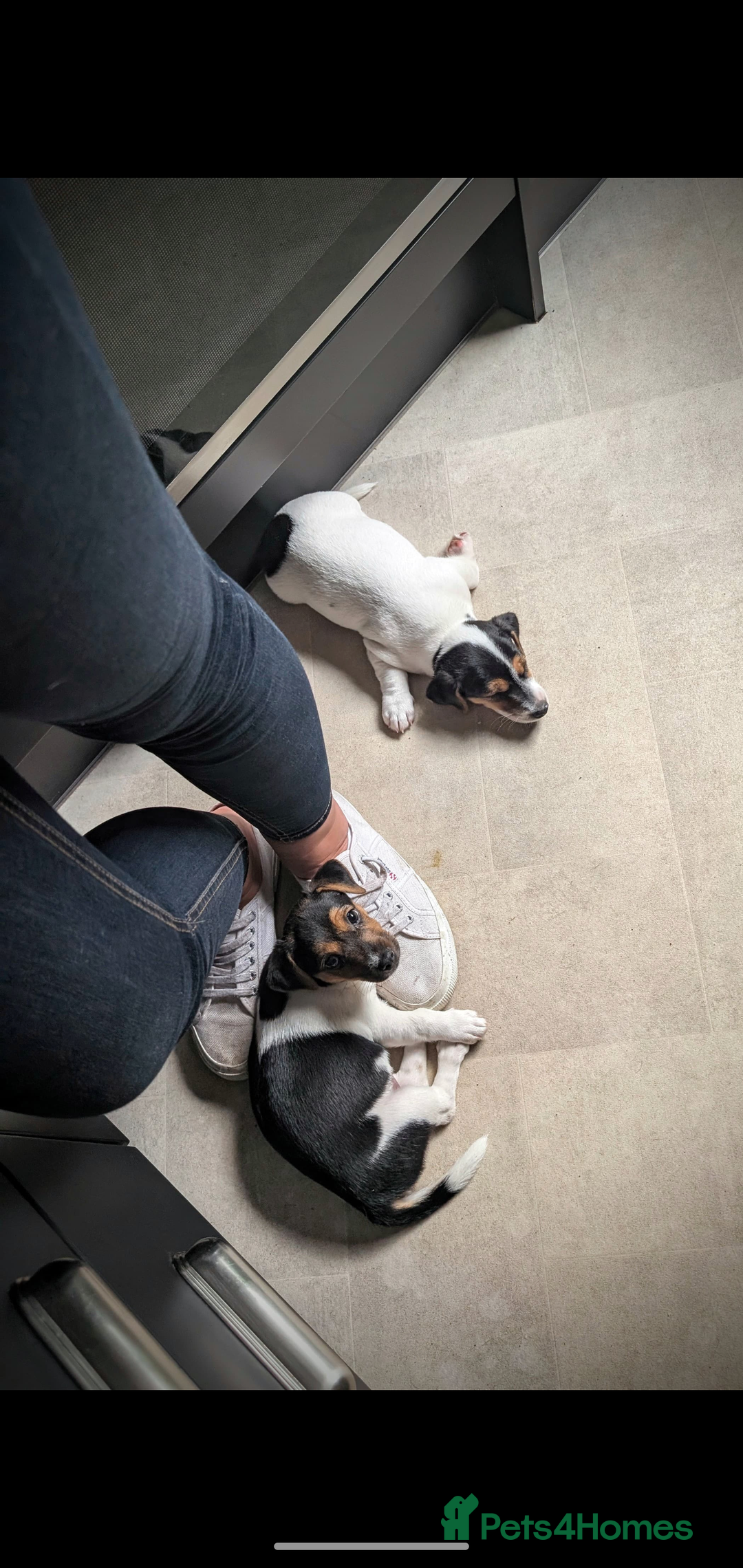 Jack Russell dogs for sale: Chunky Confident Terrier Pups for 5* Active Homes - Image 9