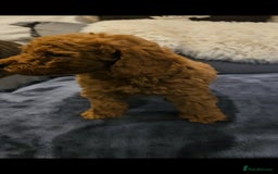 Maltipoo dogs for sale: F1b maltipoo puppies - Image 15