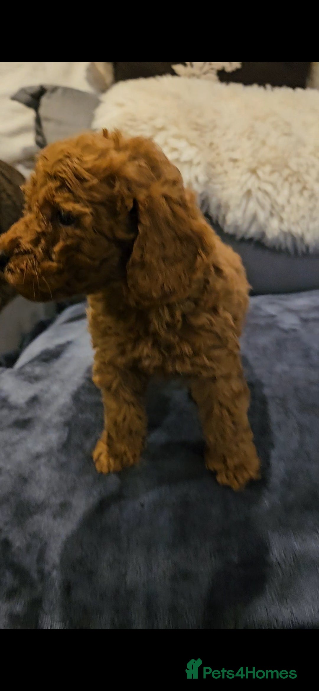 Maltipoo dogs for sale: F1b maltipoo puppies - Image 15