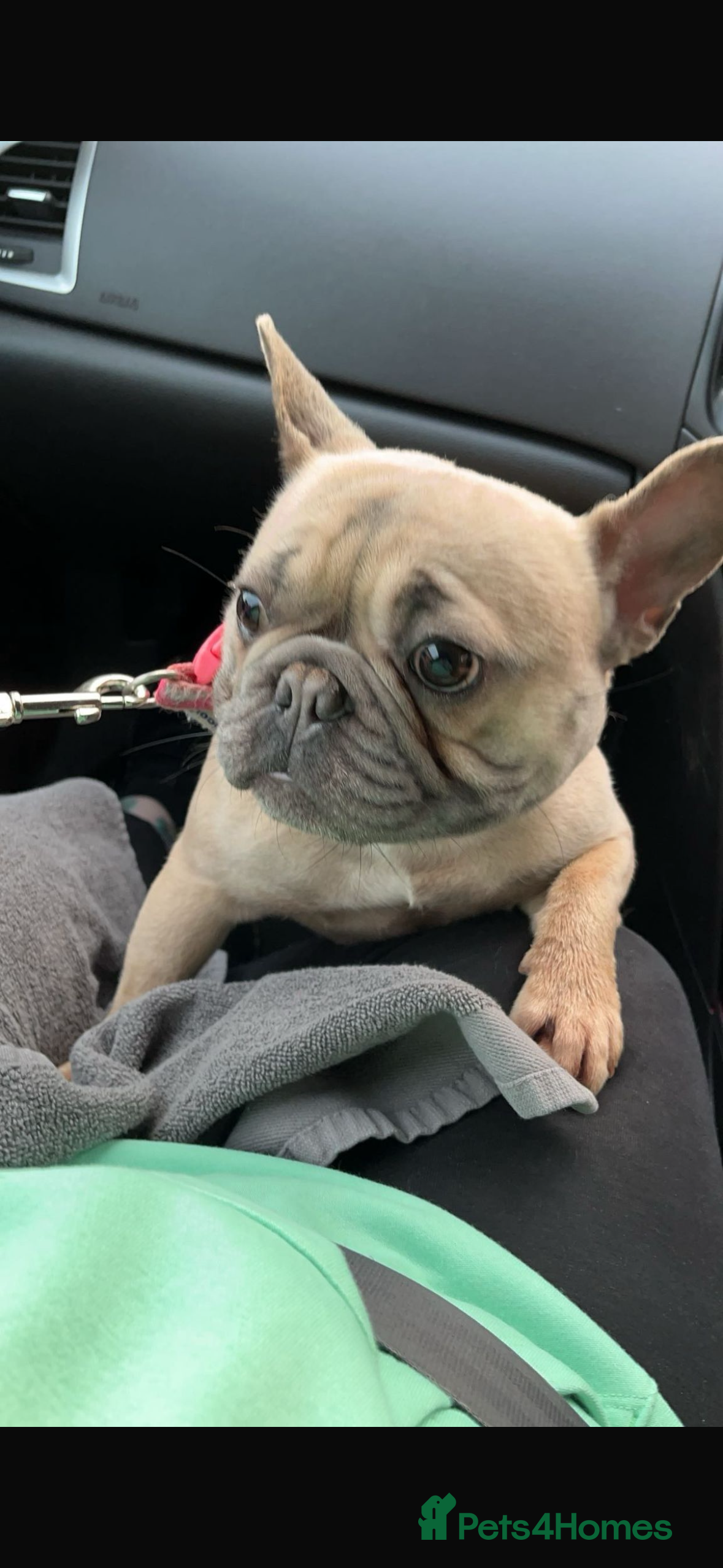 French Bulldog dogs French bulldog - Advert 1