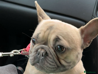 French Bulldog dogs French bulldog - Advert 1