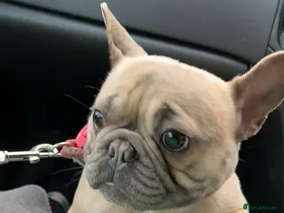 French Bulldog dogs French bulldog - Advert 9