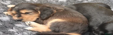 Cocker Spaniel 3