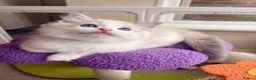 Ragdoll cats for sale: Gorgeous Tica registered Ragdoll kittens 1 girl  - Advert 15