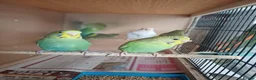 Budgerigars birds for sale: Young budgies and zebra finches for sale. - Advert 8