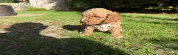 Cockapoo dogs for sale: F3 cockerpoos - Advert 6