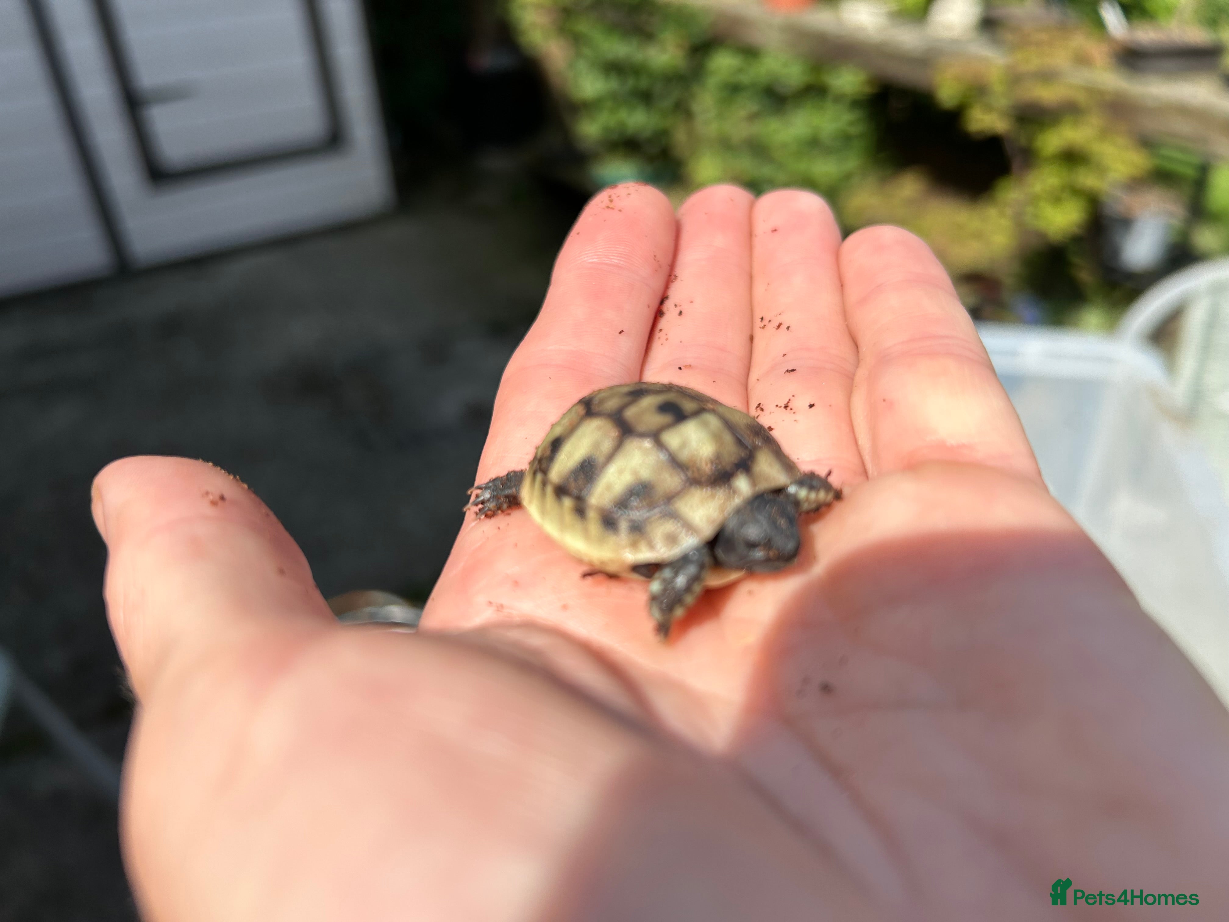 Hermann Tortoise reptiles Baby Herman’s Tortoise  - Advert 3