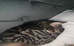 Bengal cats for sale: Rehome  - Image 2