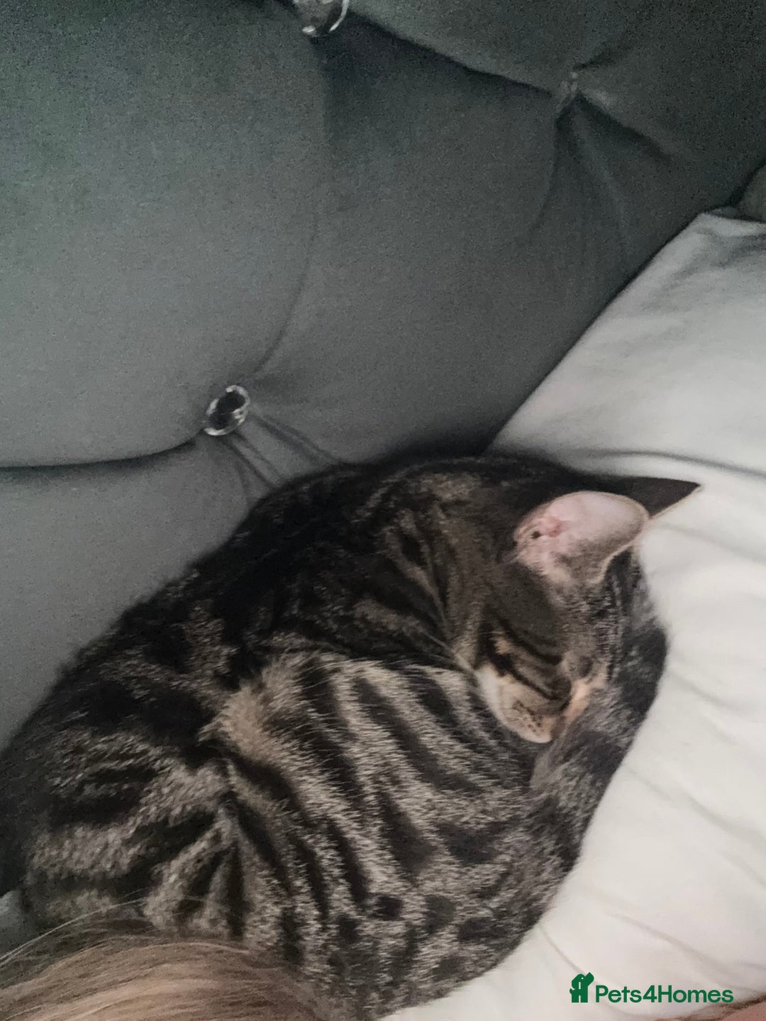 Bengal cats for sale: Rehome  - Image 2